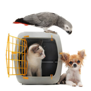 cat closed inside pet carrier, parrot and chihuahua isolated on white background